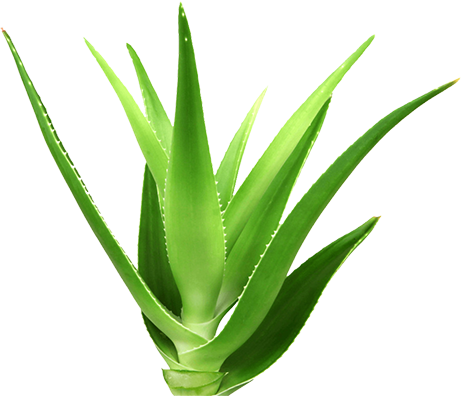 Why Aloe Vera works....